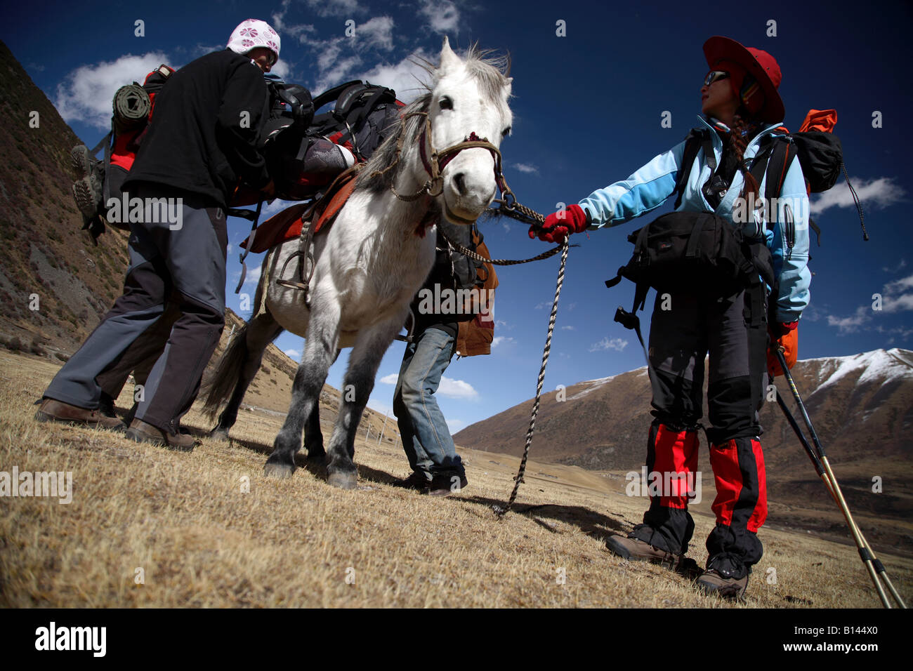 Essayant de charger l'équipement de l'expédition sur un petit poney blanc au Tibet Banque D'Images