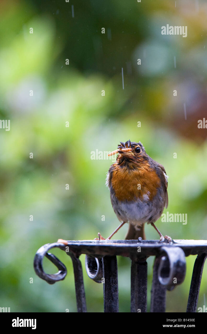 Robin redbreast se nourrit de vers de farine dans la pluie battante. UK Banque D'Images