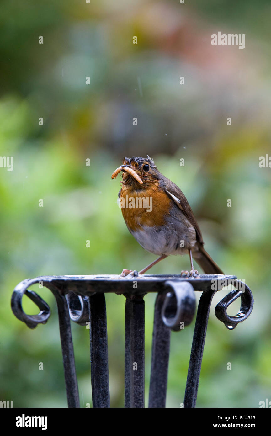 Robin redbreast se nourrit de vers de farine dans la pluie battante. UK Banque D'Images