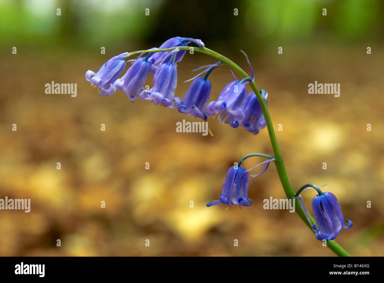 Bluebell anglais dans les bois. Banque D'Images