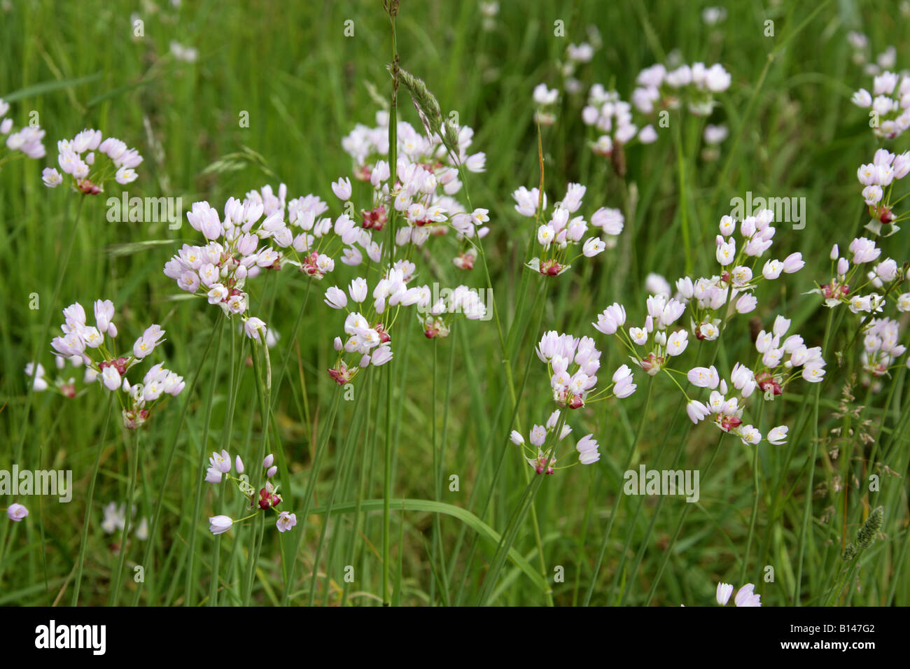 Ail de rosé, Allium roseum, Liliaceae Banque D'Images