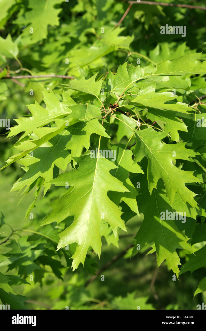 Northern Red Oak, Quercus rubra syn. Quercus borealis, Fagaceae. Banque D'Images