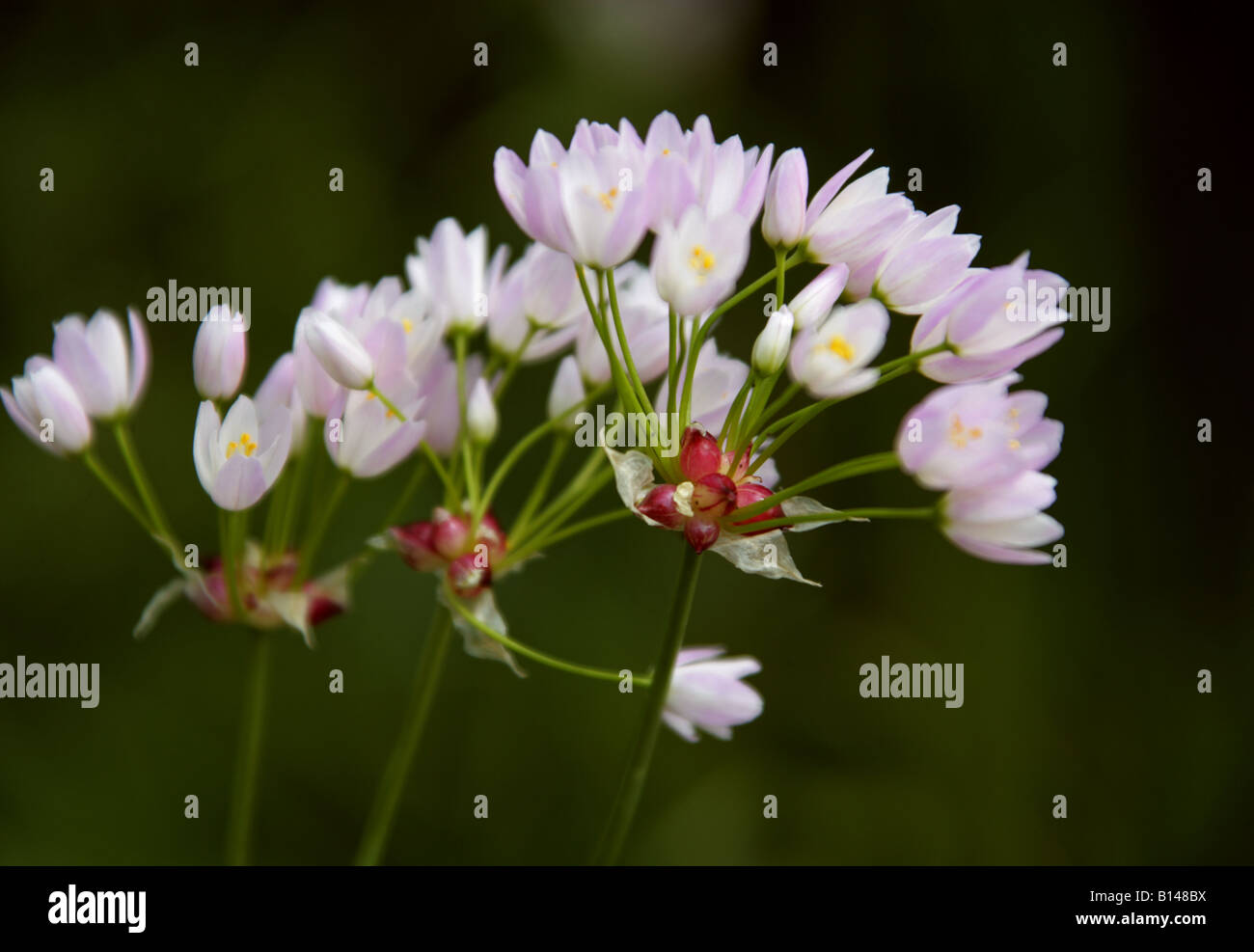 Ail de rosé, Allium roseum, Liliaceae Banque D'Images