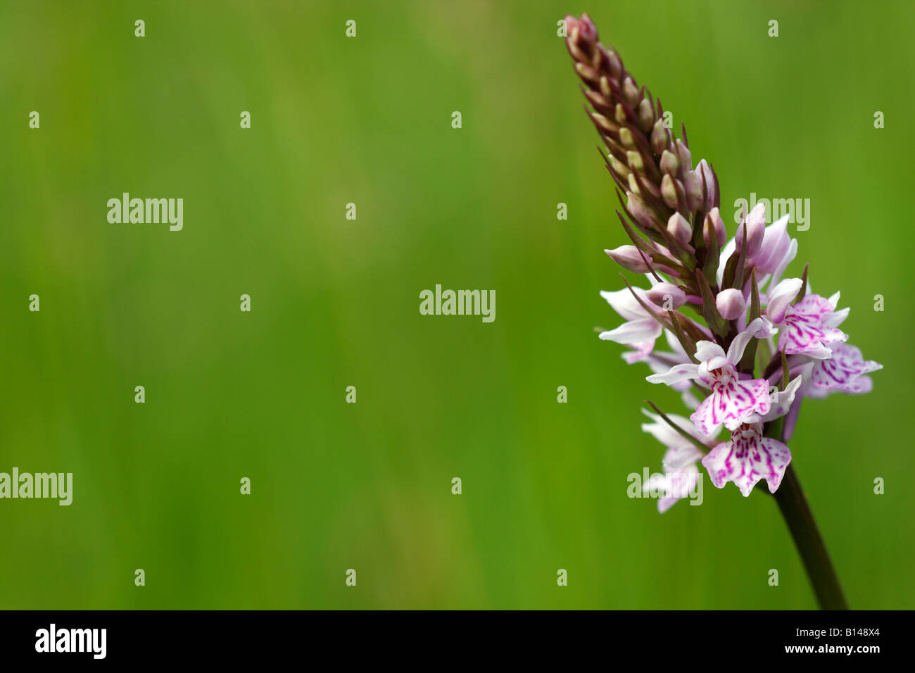 'Commun' tachetées Dactylorhiza fuchsii [orchidée], de plus en plus dans le champ de fleurs sauvages, 'close up' détail, England, UK Banque D'Images