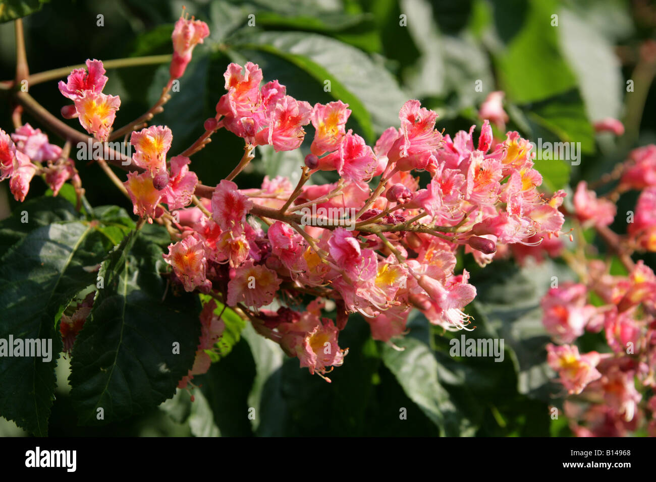 Châtaigne de cheval rouge, Aesculus carnea, Hippocastanaceae Banque D'Images