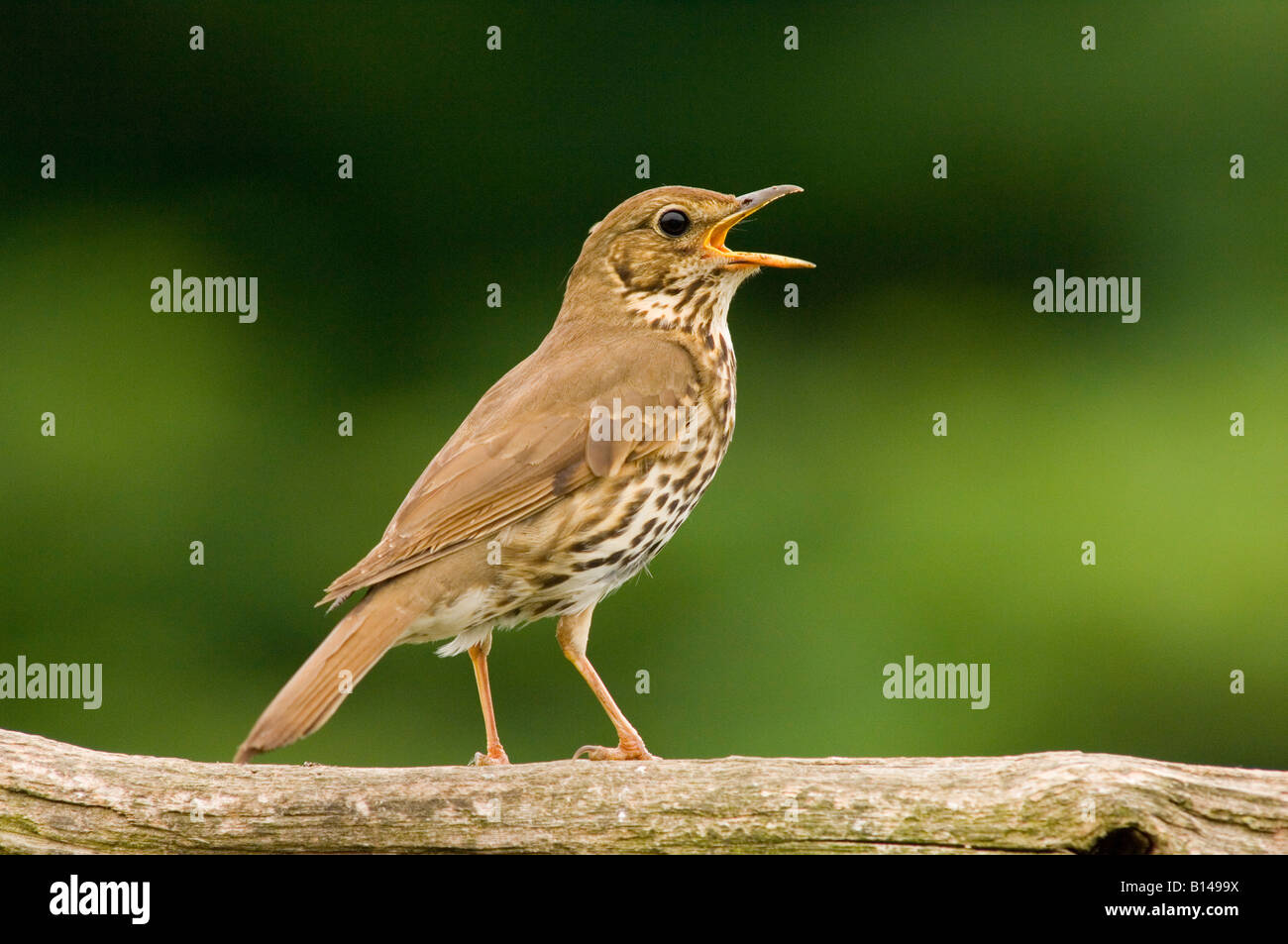 Chant Grive musicienne Turdus philomelos sur la perche (au Royaume-Uni) Banque D'Images