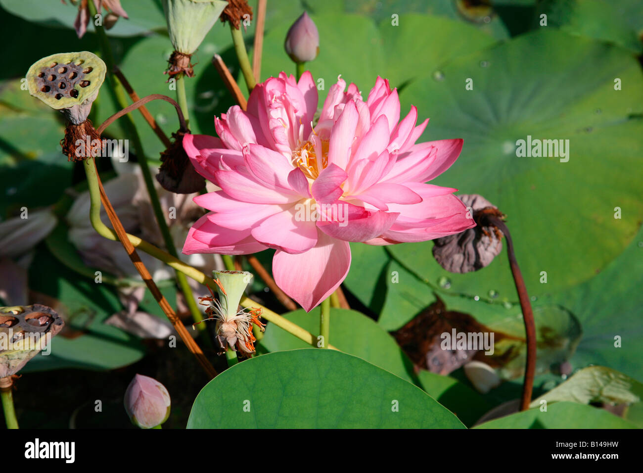 Lotus Banque D'Images