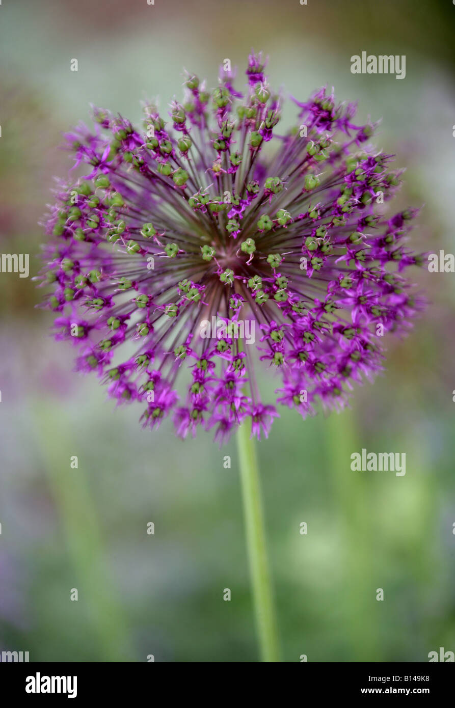 L'oignon, l'Ornement Allium hollandicum, 'Purple Sensation', Alliaceae, syn. L'allium aflatense Banque D'Images
