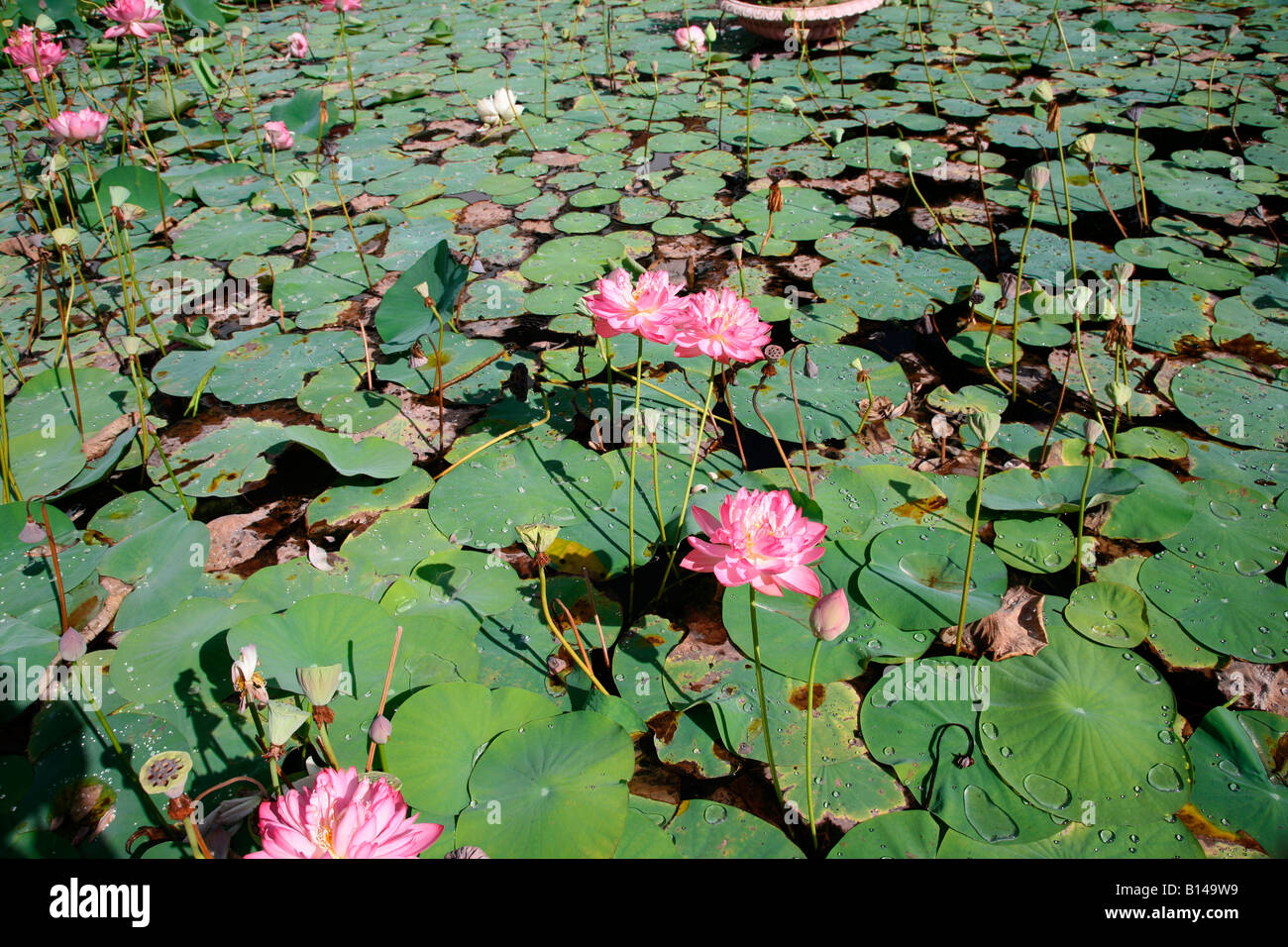 Lotus Banque D'Images