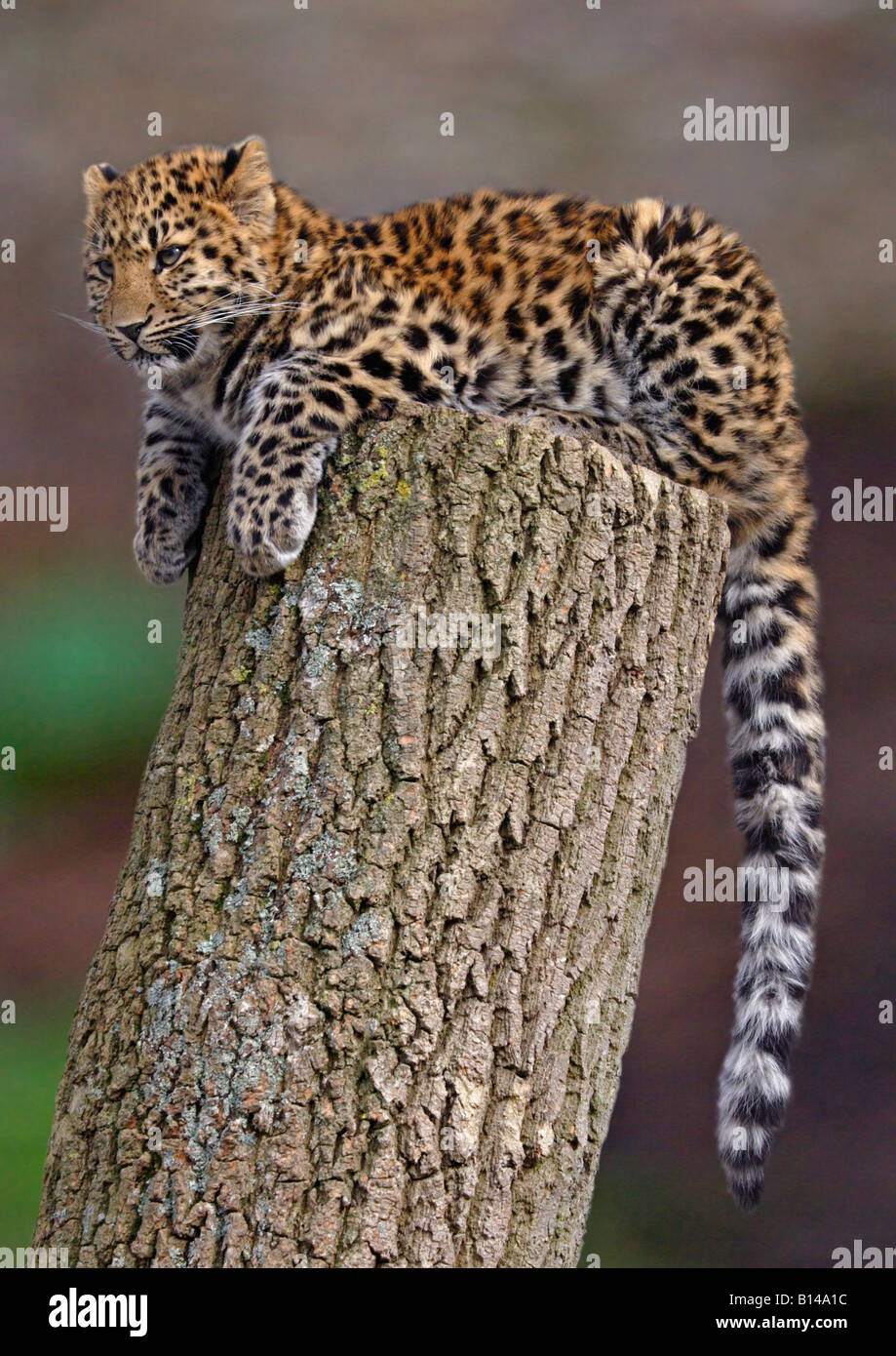 Amur Leopard Cub (Panthera pardus orientalis) Banque D'Images