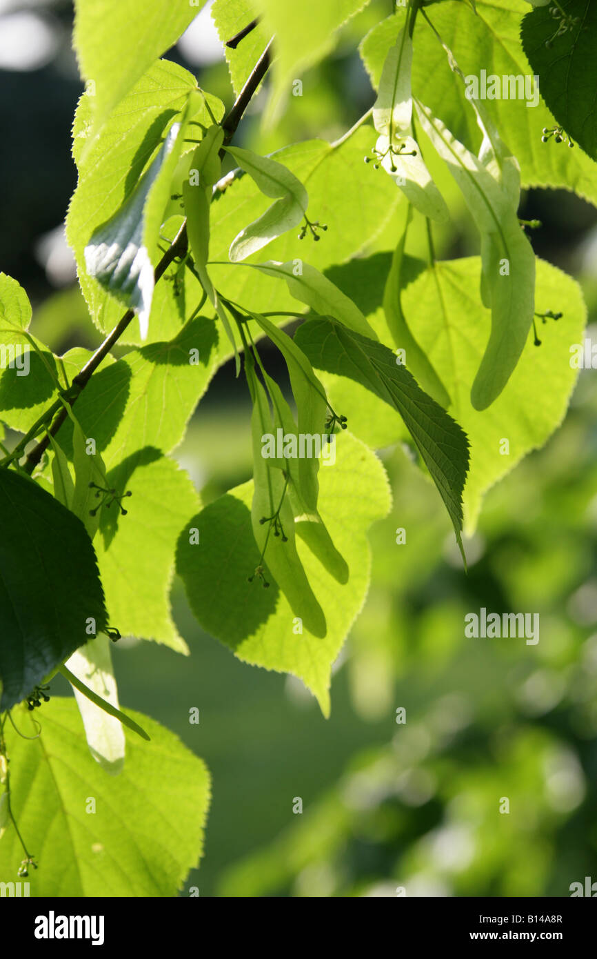 Tilleul commun Tilia vulgaris Tiliaceae Banque D'Images