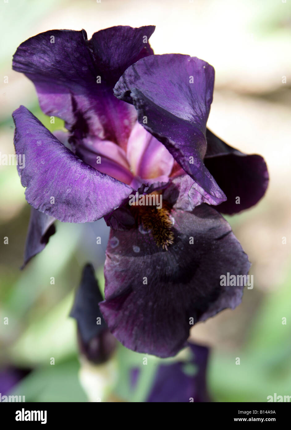 Tall Bearded Iris 'Black Swan' Iridaceae Banque D'Images