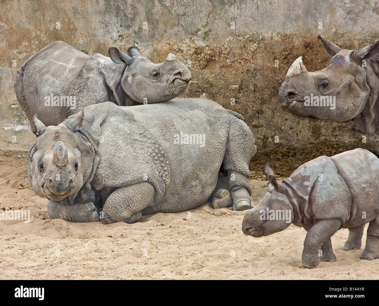 Un rhinocéros indien bébé iguane rhinocéros femelle juvénile défis en jeu lutte comme sa mère anxieuse regarde sur Banque D'Images