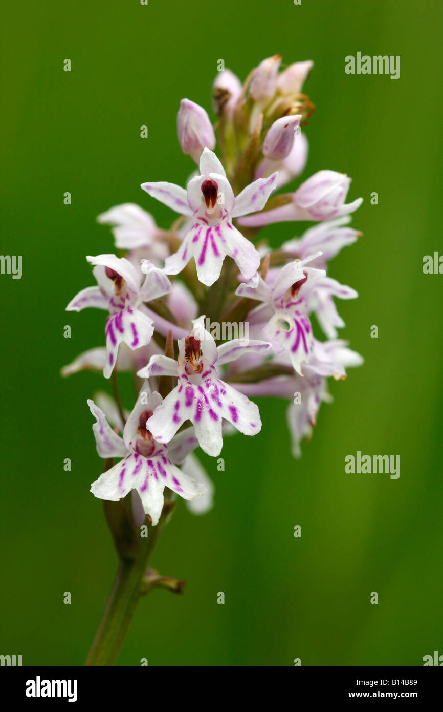 'Commun' tachetées Dactylorhiza fuchsii [orchidée], 'close up' Fleur détail contre le "fond vert", England, UK Banque D'Images