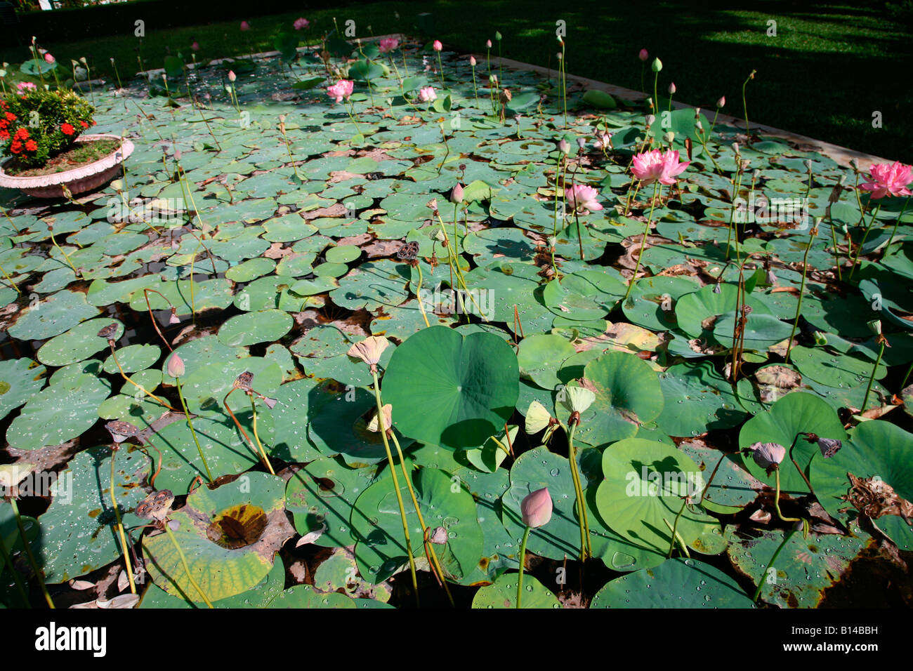 Fleurs de Lotus Banque D'Images