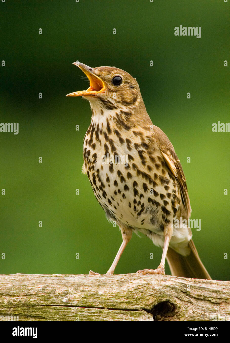 Chant Grive musicienne Turdus philomelos sur la perche (au Royaume-Uni) Banque D'Images