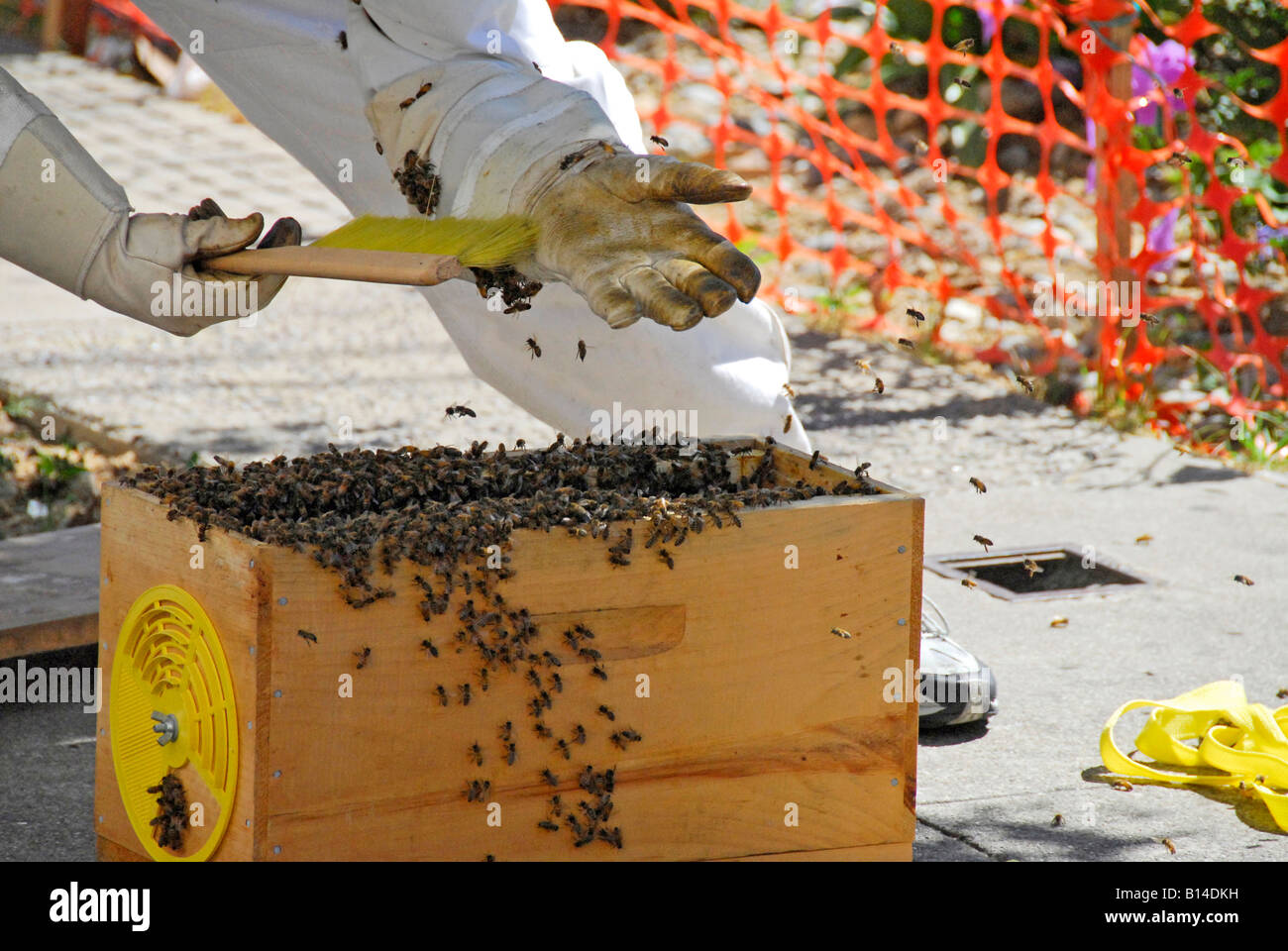 "Accueil chaleureux de ^les abeilles d'être capturés en ^^par ruche apiculteur, 'San Francisco', Californie' Banque D'Images