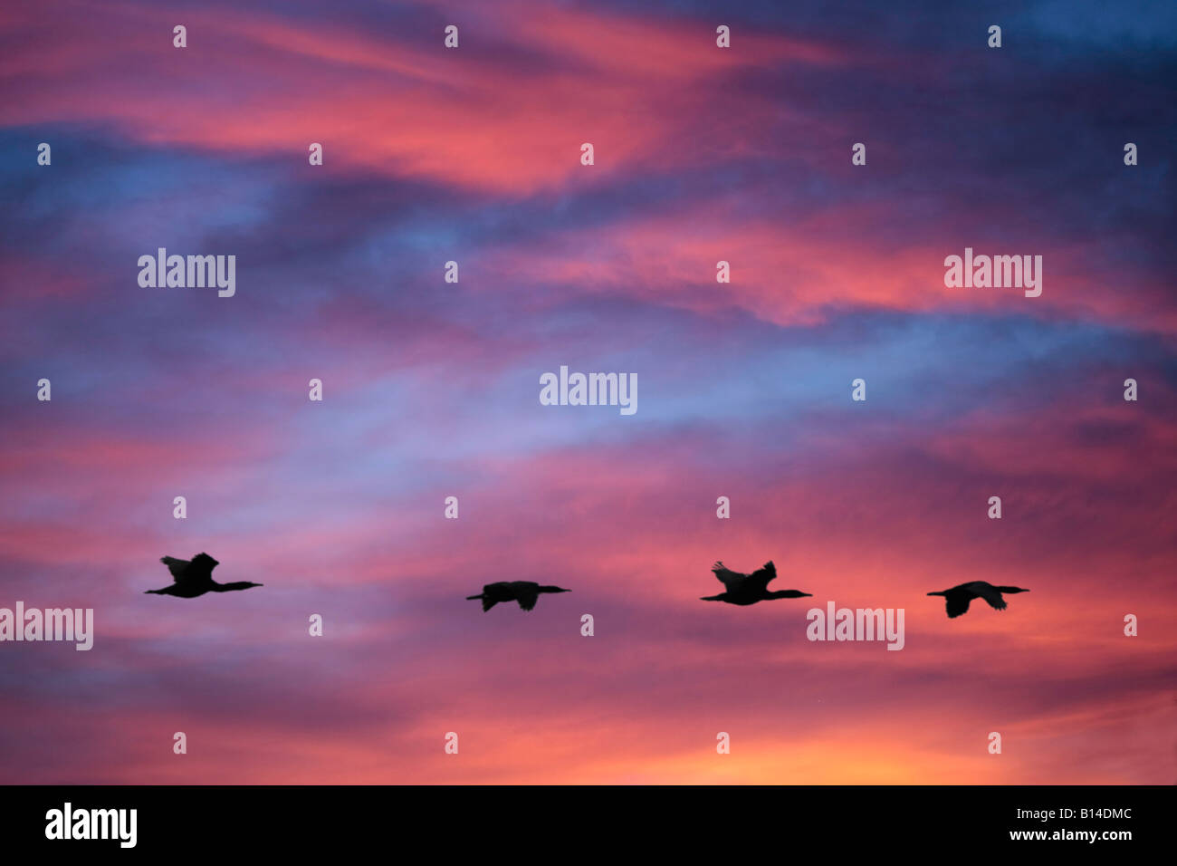 Les cormorans en silhouette contre nuages à coucher du soleil Banque D'Images