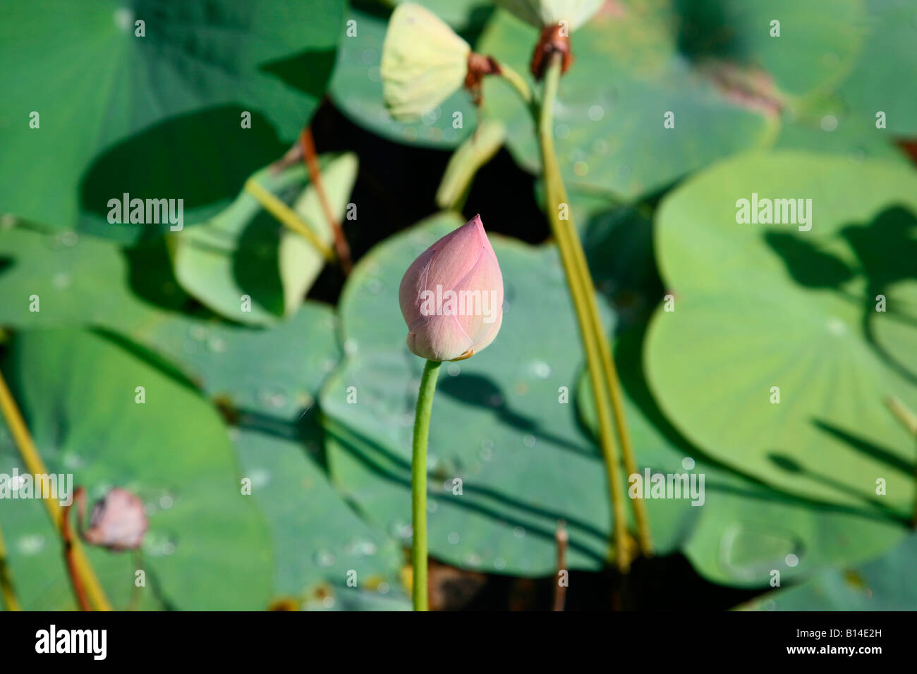 Lotus Banque D'Images