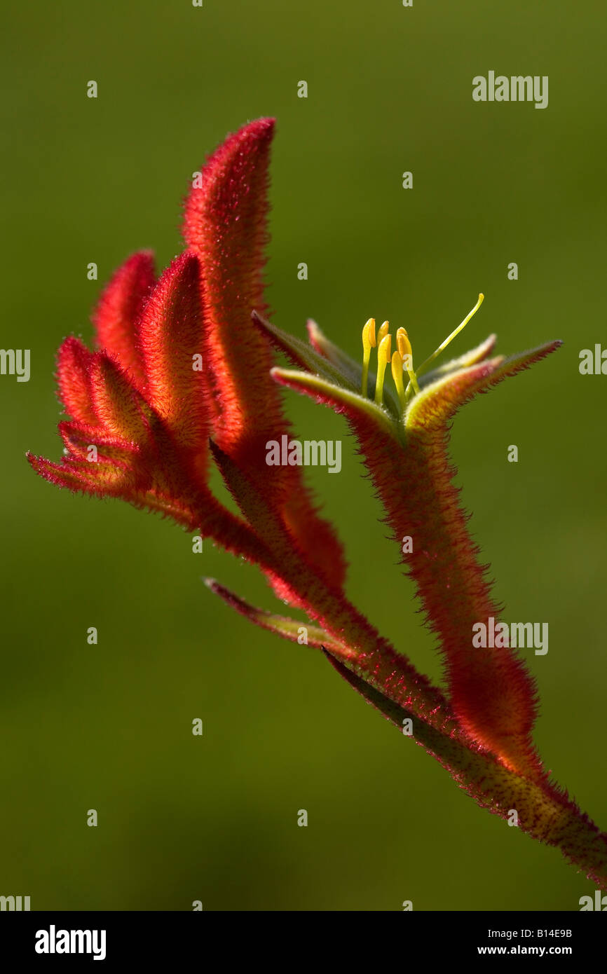 Red Kangaroo Paw (Anigozanthus sp.) fleurissent en jardin urbain Banque D'Images