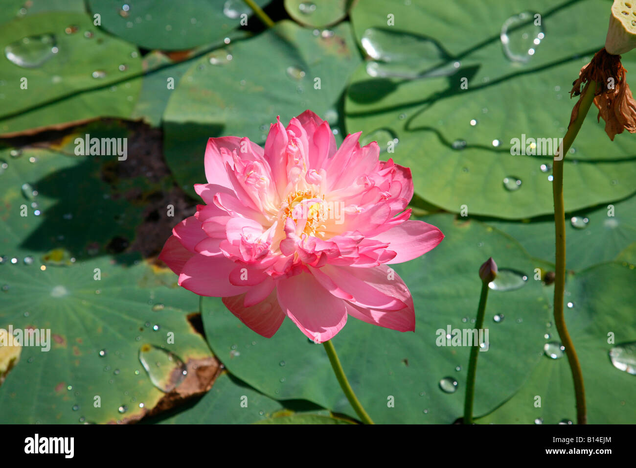 Lotus Banque D'Images