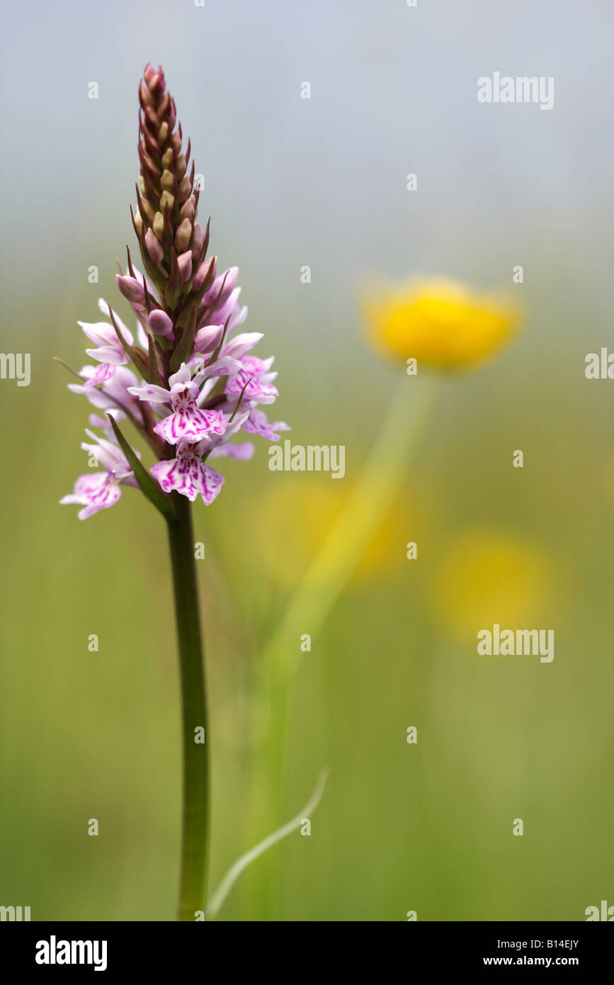 'Commun' tachetées Dactylorhiza fuchsii [orchidée] croissant dans wild flower meadow, 'close up', Angleterre, Royaume-Uni, Europe Banque D'Images