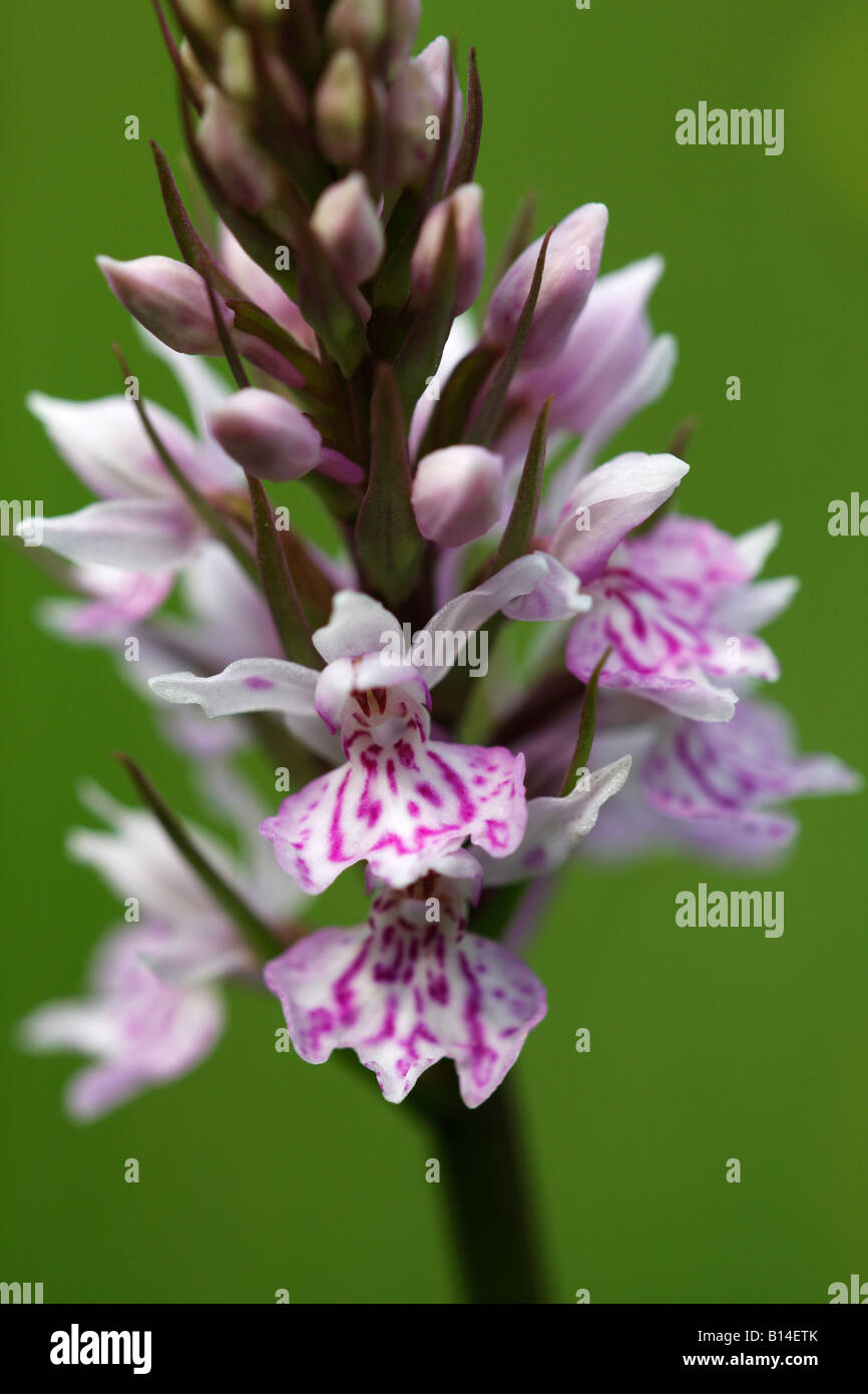 'Commun' tachetées Dactylorhiza fuchsii [orchidée], 'close up' Fleur détail contre le "fond vert", England, UK Banque D'Images