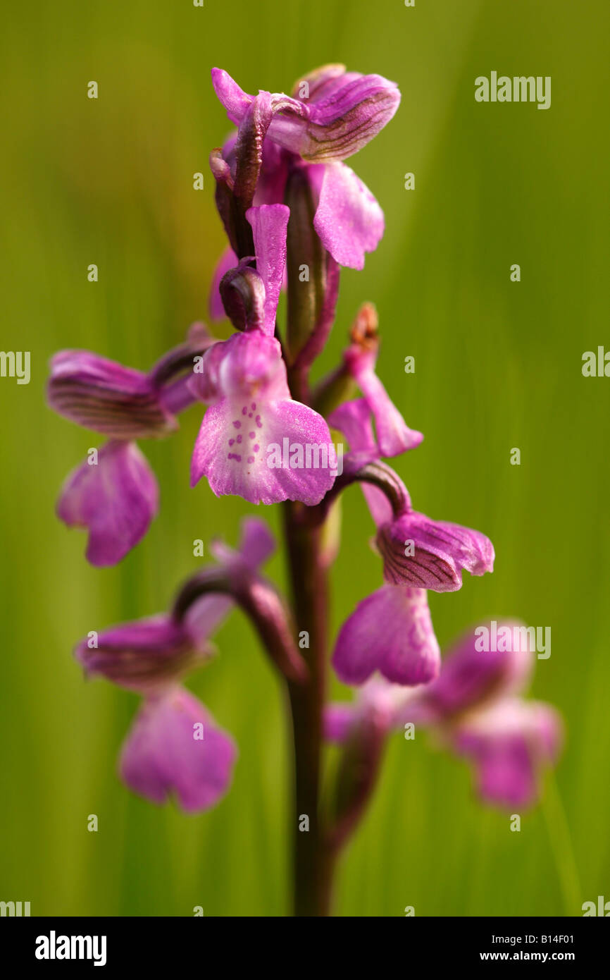 Green-winged Orchid [Orchis morio], de plus en plus dans le champ de fleurs sauvages, 'close up' détail, England, UK Banque D'Images