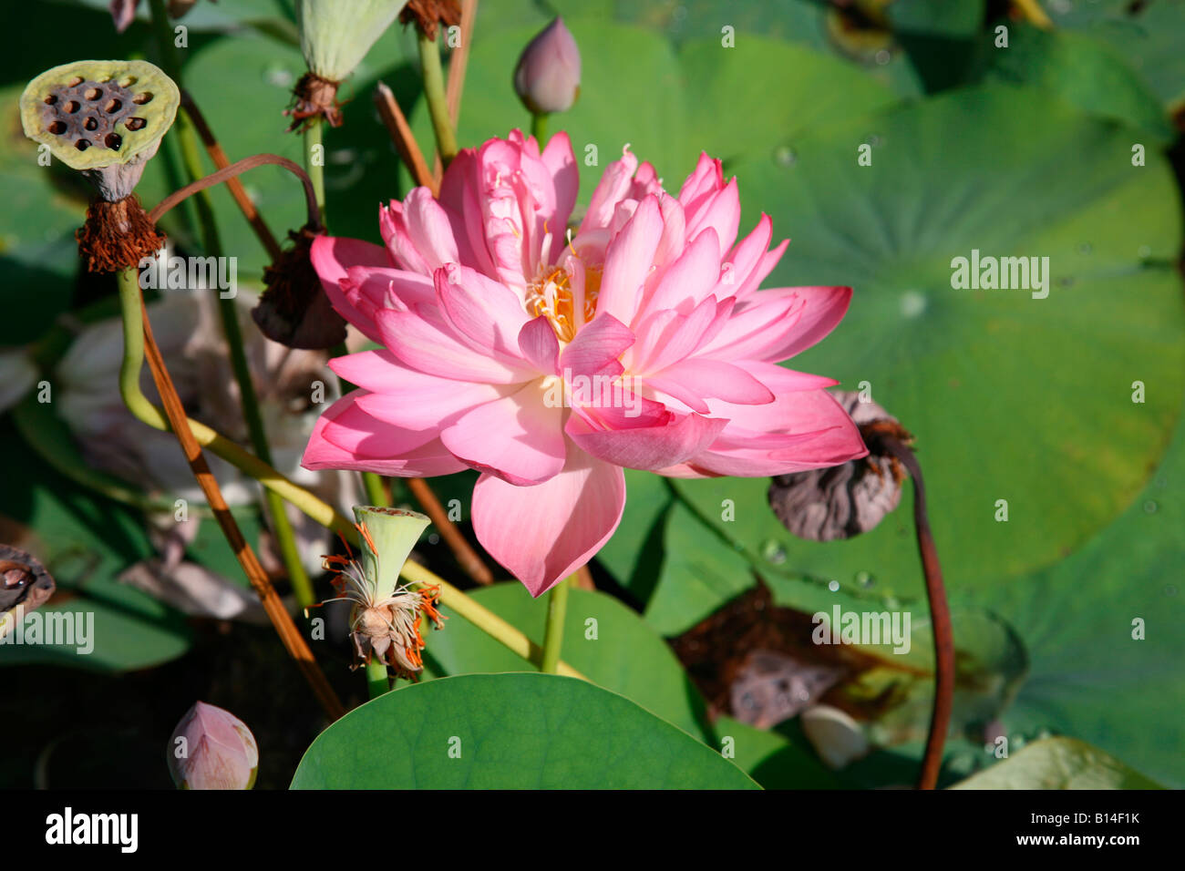 Lotus Banque D'Images