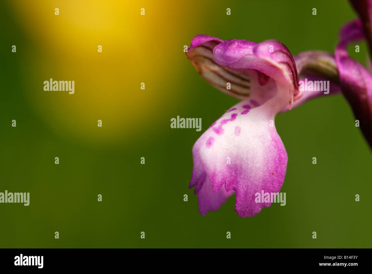 Green-winged Orchid [Orchis morio], 'close up' Fleur macro pétale montrant le détail, England, UK Banque D'Images