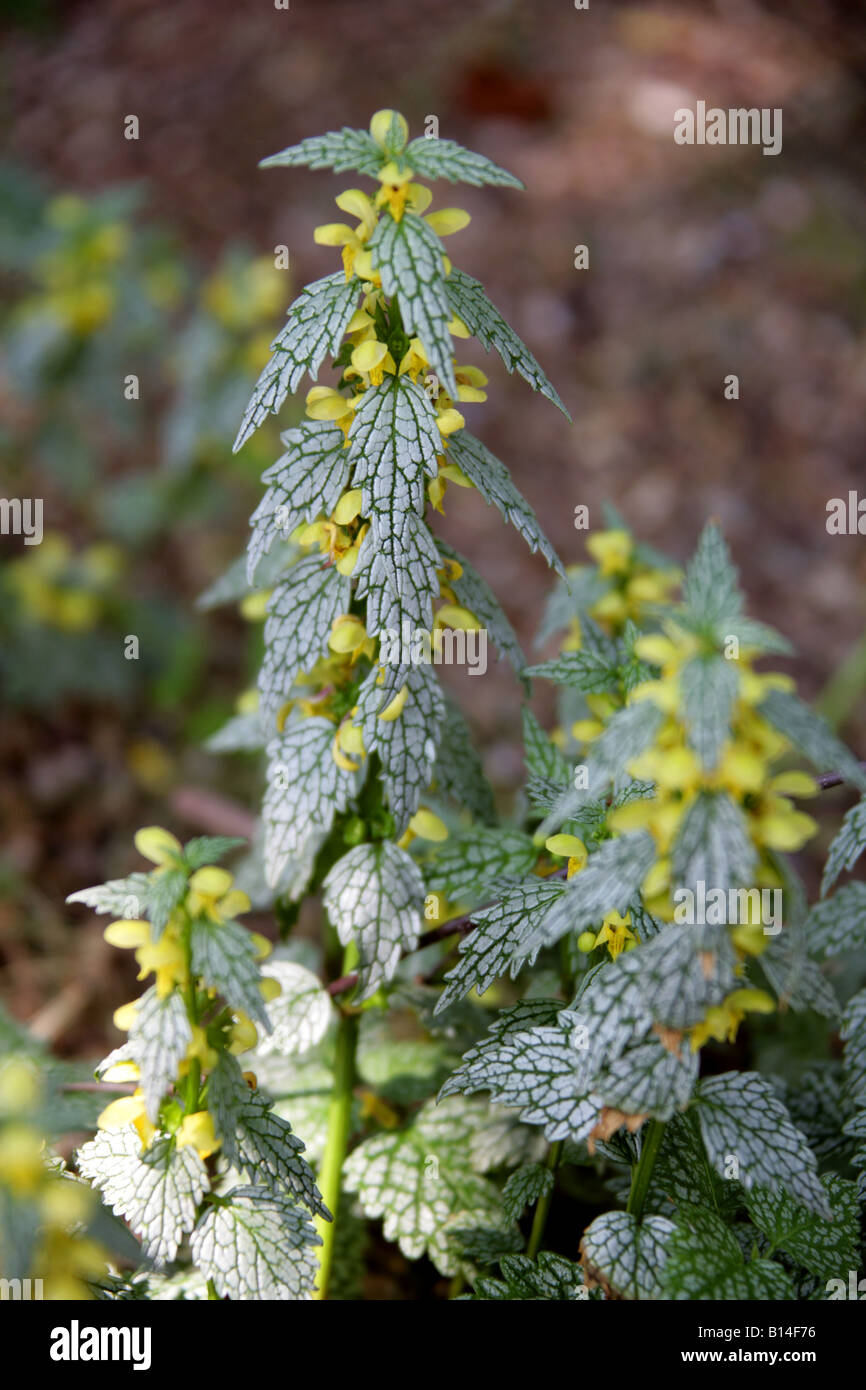 Golden Dead Nettle, Archange jaune ou Archange jaune Varigé 'Hermann's Pride', Lamium galeobdogon, Lamiaceae Banque D'Images