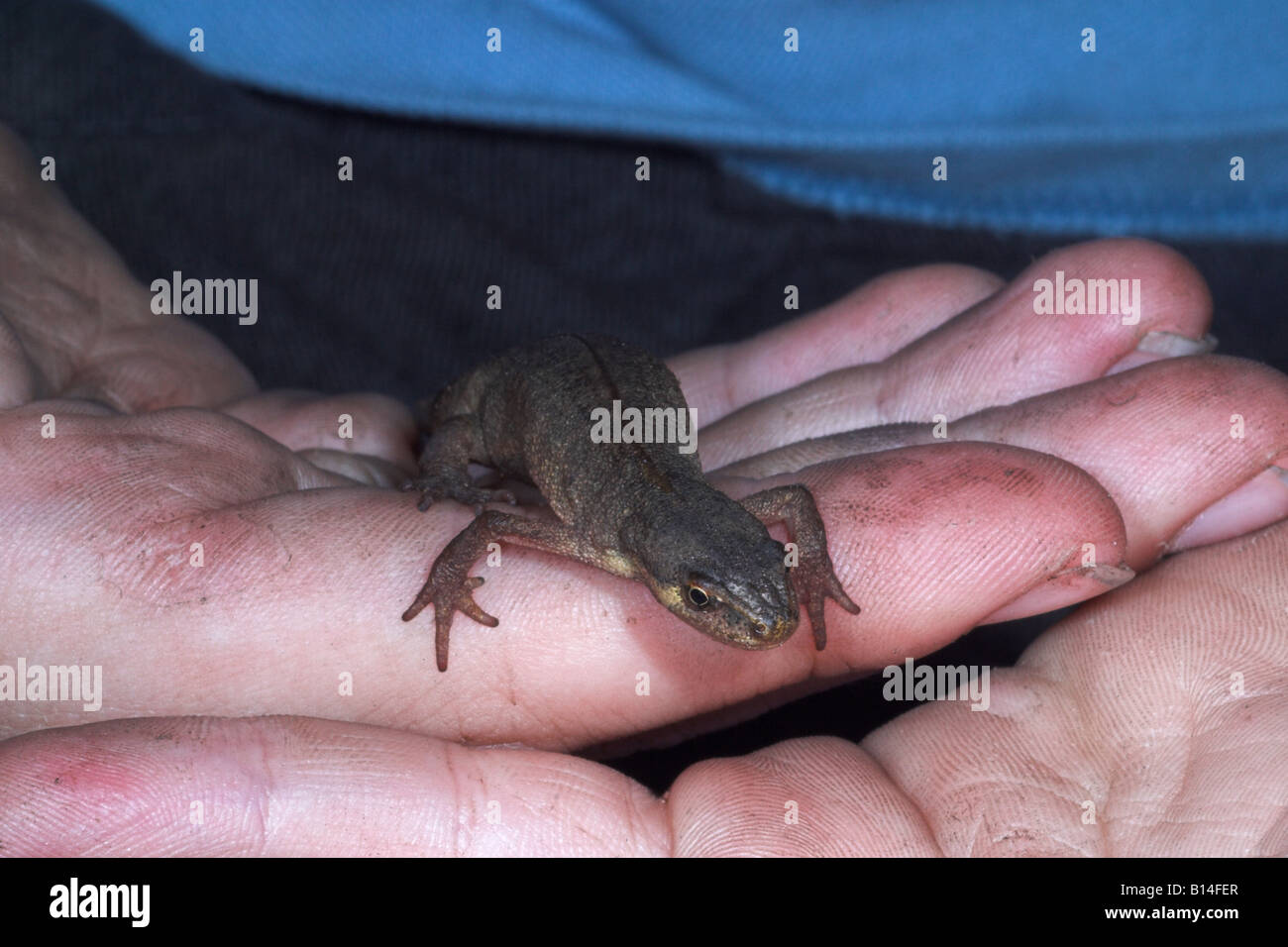 Smooth newt Triturus vulgaris détenu dans les mains des garçons. UK Banque D'Images