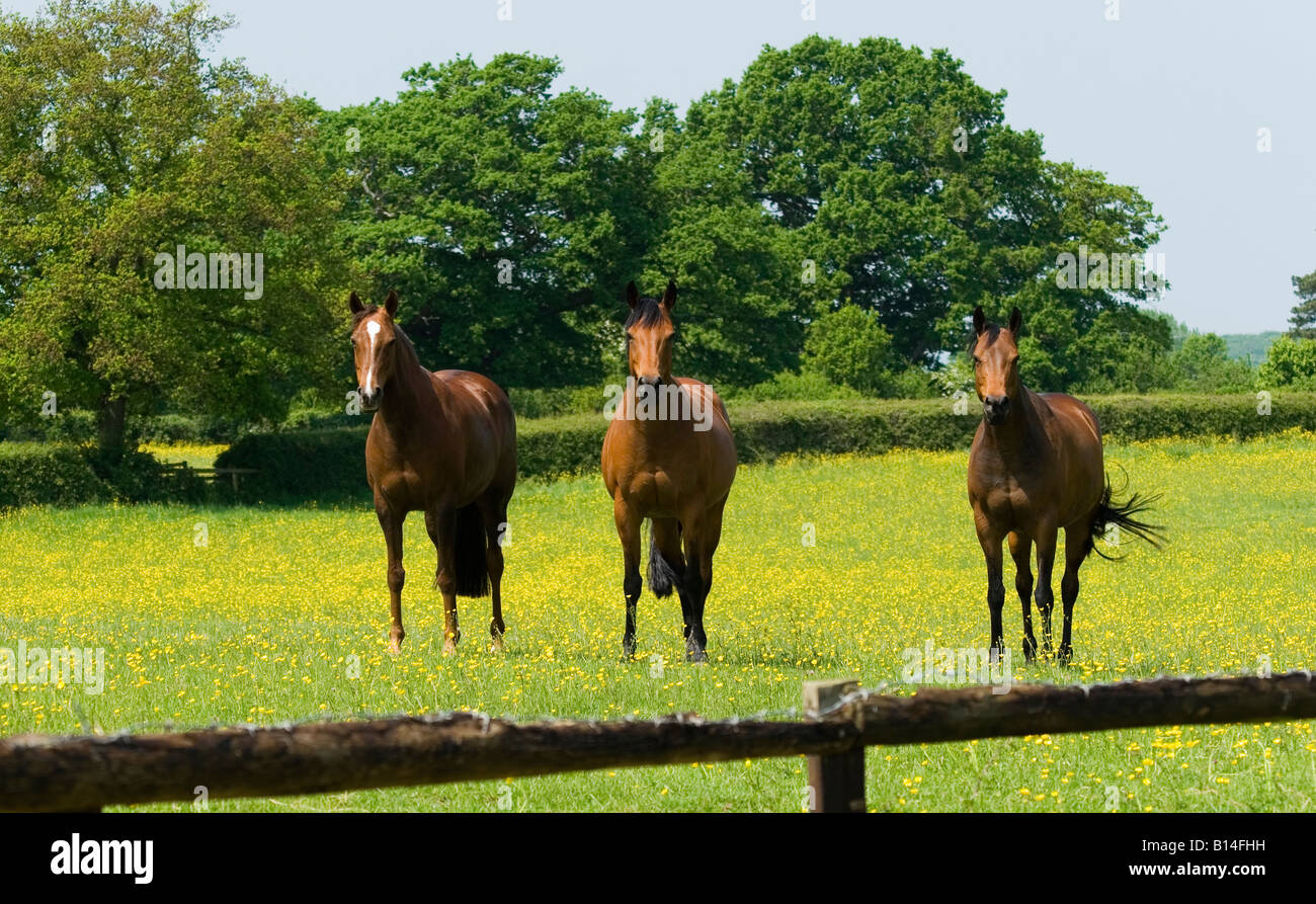 Un trio de magnifiques chevaux châtaignier dans un champ de renoncules Banque D'Images