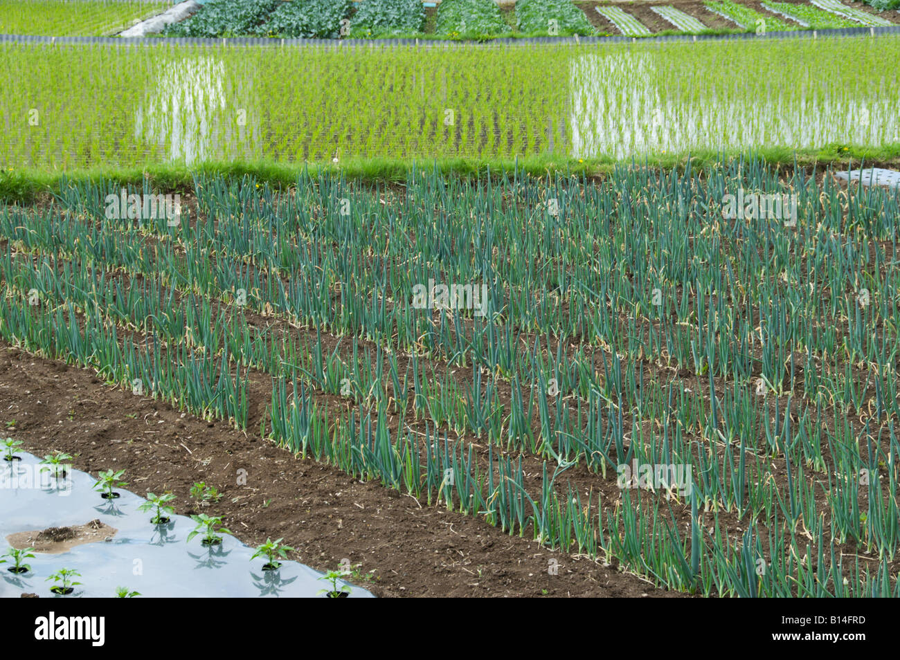 Champs et rizières plantés d'oignons et de rizières mouillées au printemps au Japon. Banque D'Images