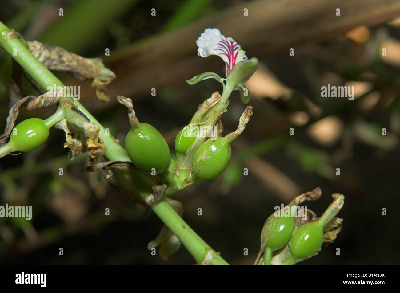 Gousses de cardamome verte croissant Elettaria cardamomum avec fleur Kerala Inde Banque D'Images