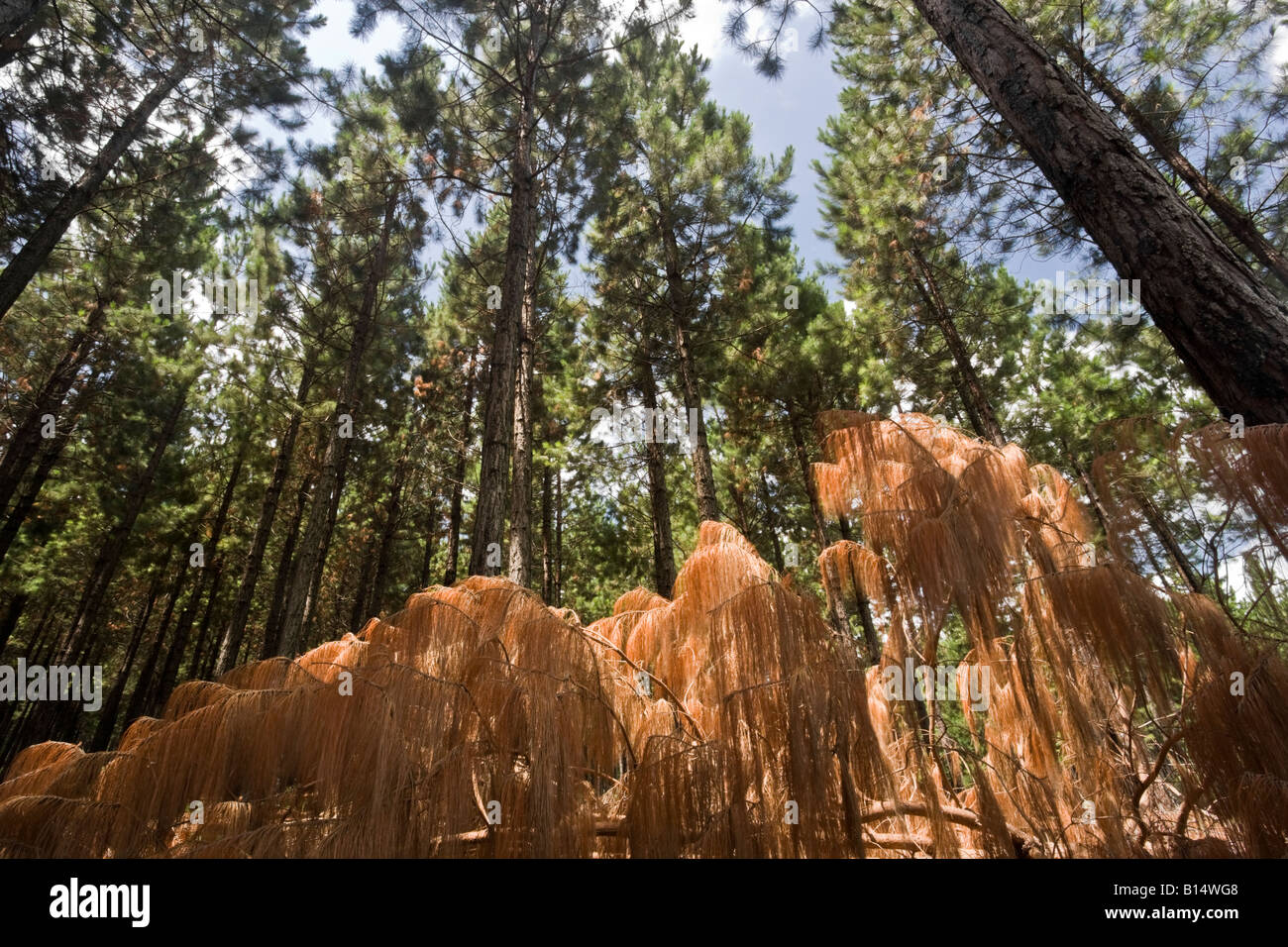 Un pin tombé met en lumière la déforestation Banque D'Images