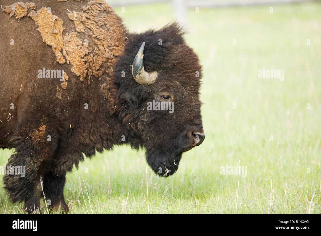 Le bison d'Amérique (Bison bison) dans le Parc National de Grand Teton, Wyoming Banque D'Images