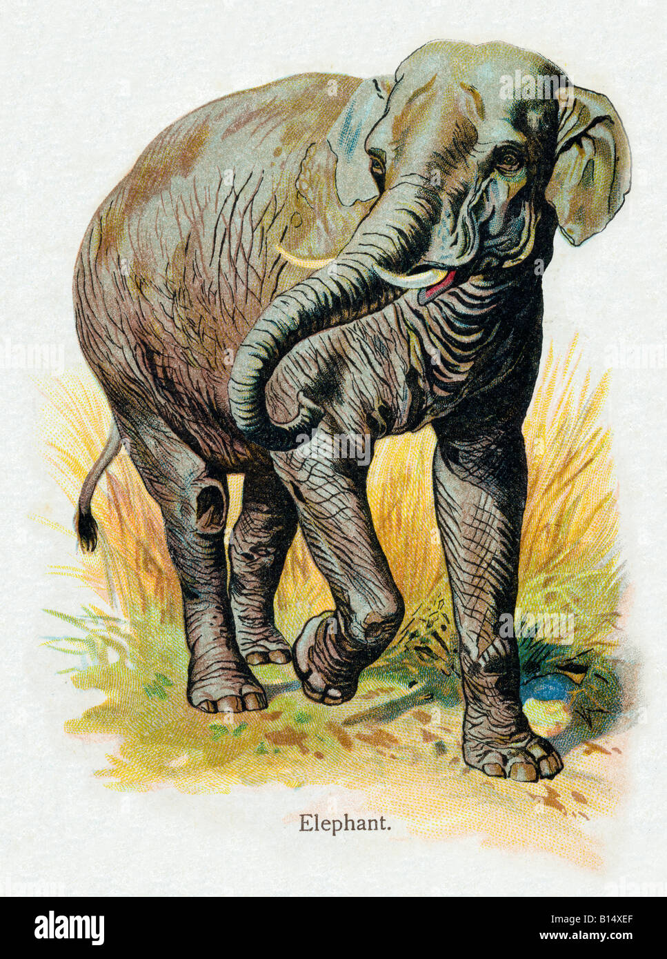Elephant Edwardian imprimer d'un pachyderme indien Banque D'Images