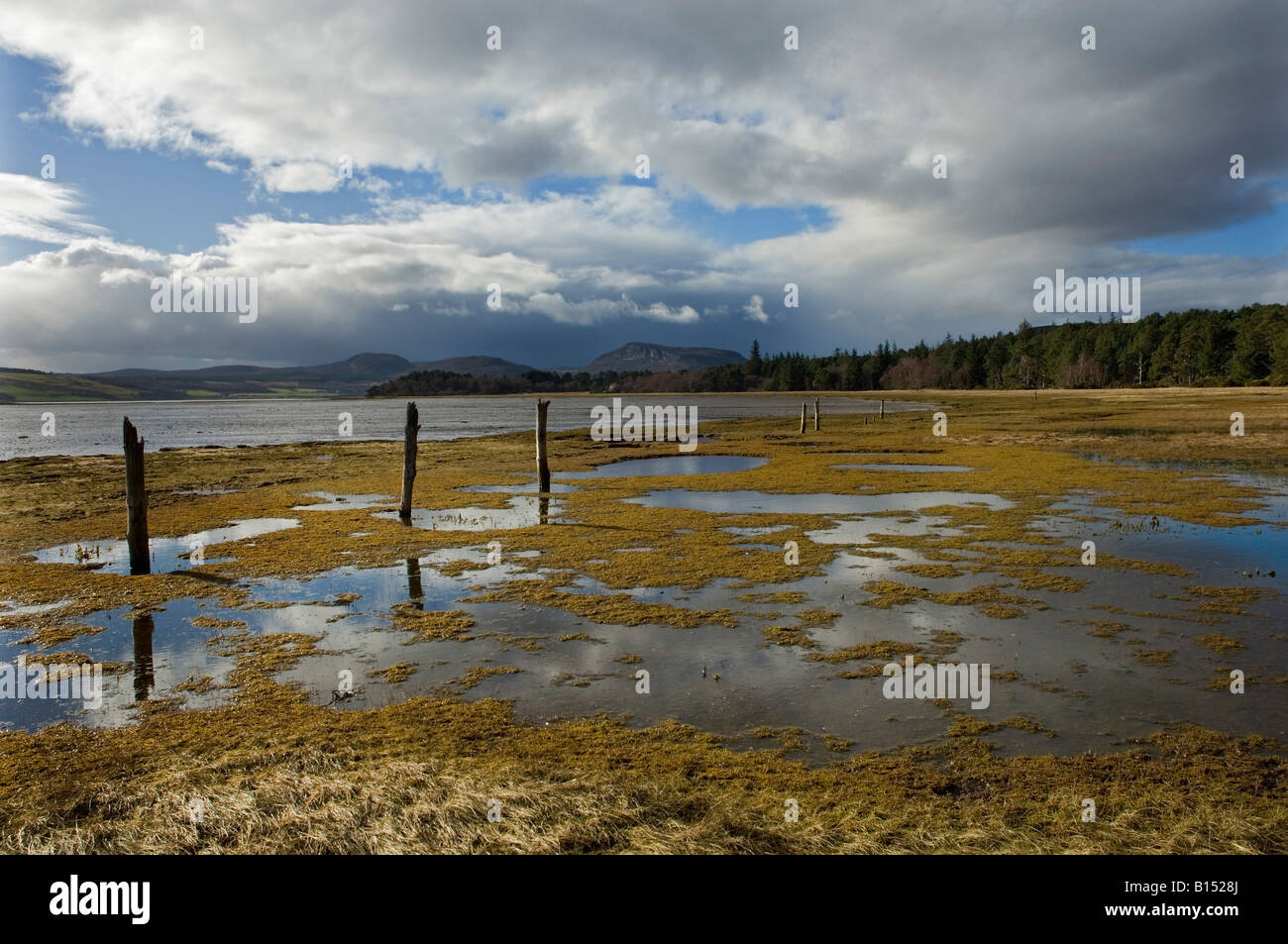 Les vestiges d'anciennes dans l'eau aux limites de la meadows par Loch flotte avec les forêts et les collines lointaines à Golspie Sutherland Scotland UK Banque D'Images