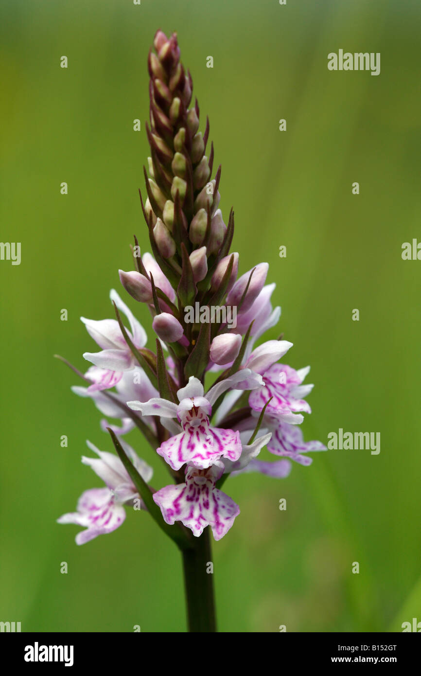 'Commun' tachetées Dactylorhiza fuchsii [orchidée], de plus en plus dans le champ de fleurs sauvages, 'close up' détail de l'usine, England, UK Banque D'Images