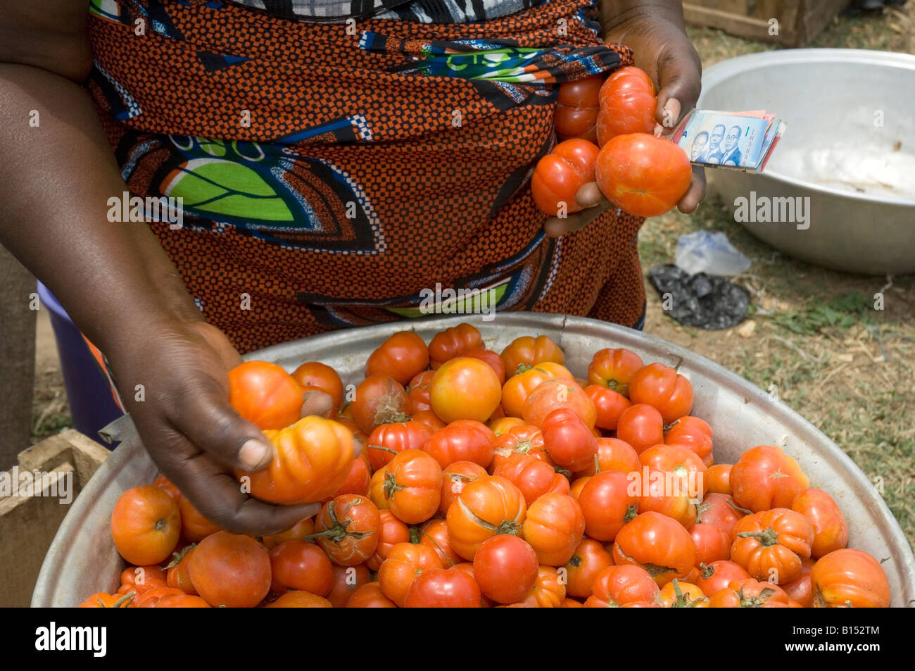 Grossiste appelé 'marché queen' vérifie la qualité des tomates avant d'acheter, Kuluedor, Ghana Banque D'Images