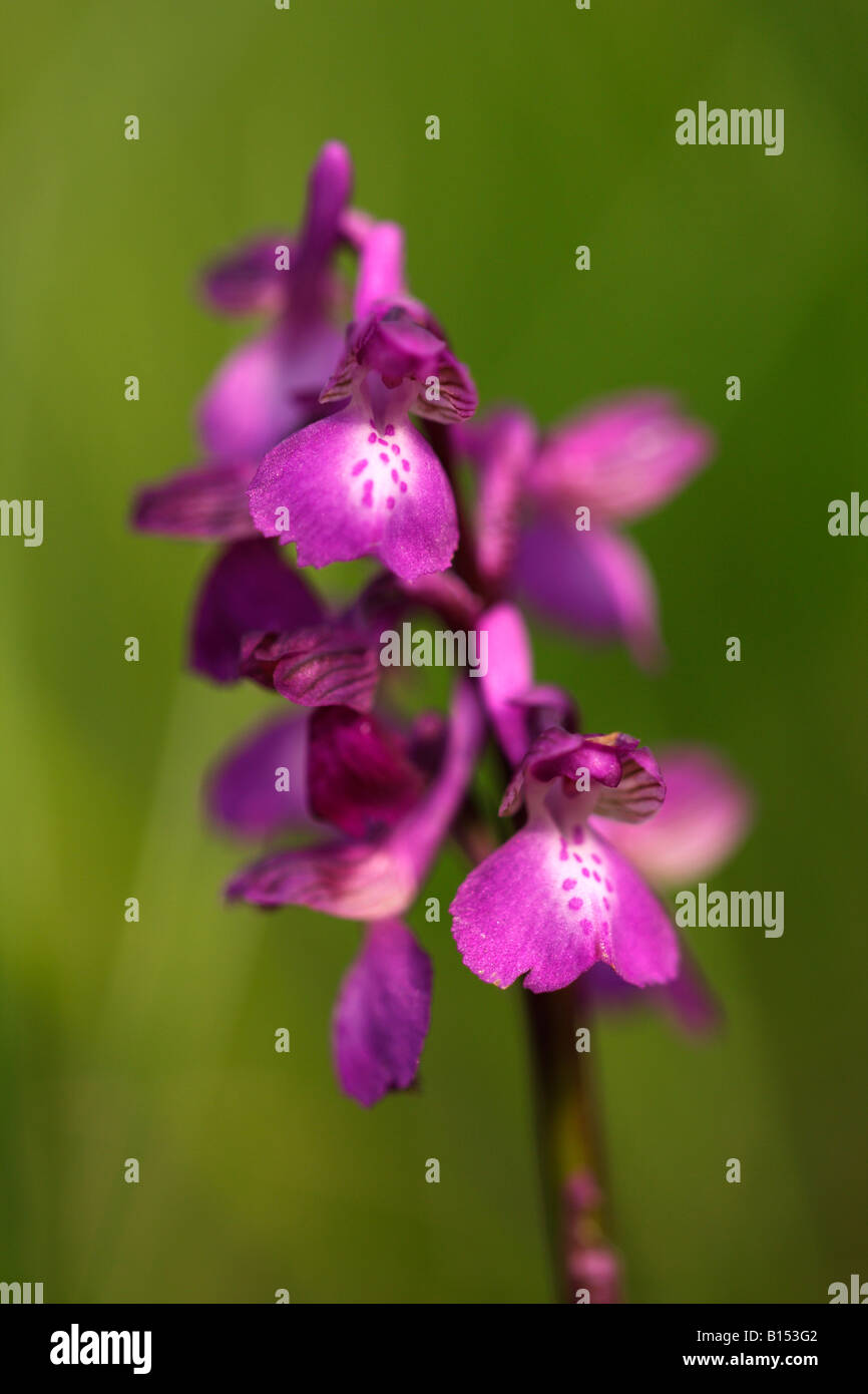 Green-winged Orchid [Orchis morio], de plus en plus dans le champ de fleurs sauvages, 'close up' détail, England, UK Banque D'Images