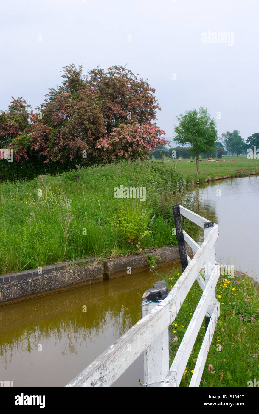 Aubépine à fleurs roses des arbres sur les bords de la Mersey et Trent Canal près de Hassall Cheshire England Royaume-Uni Banque D'Images