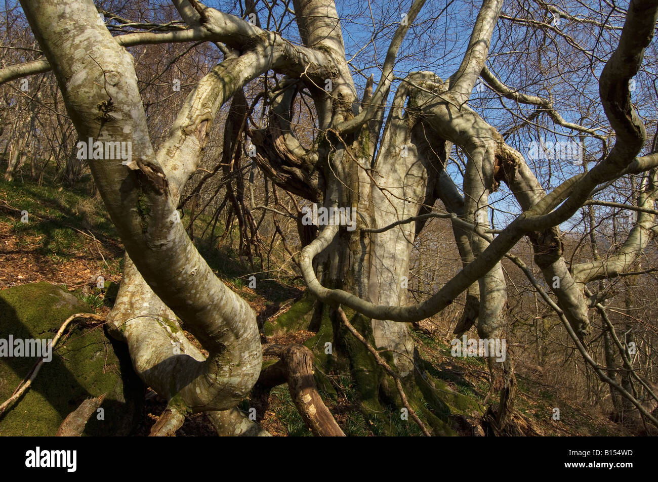 Hêtre formes fantastiques avec d'énormes pieuvres putride-comme des succursales au début du printemps bois près de l'Ecosse Perthshire Killin Banque D'Images