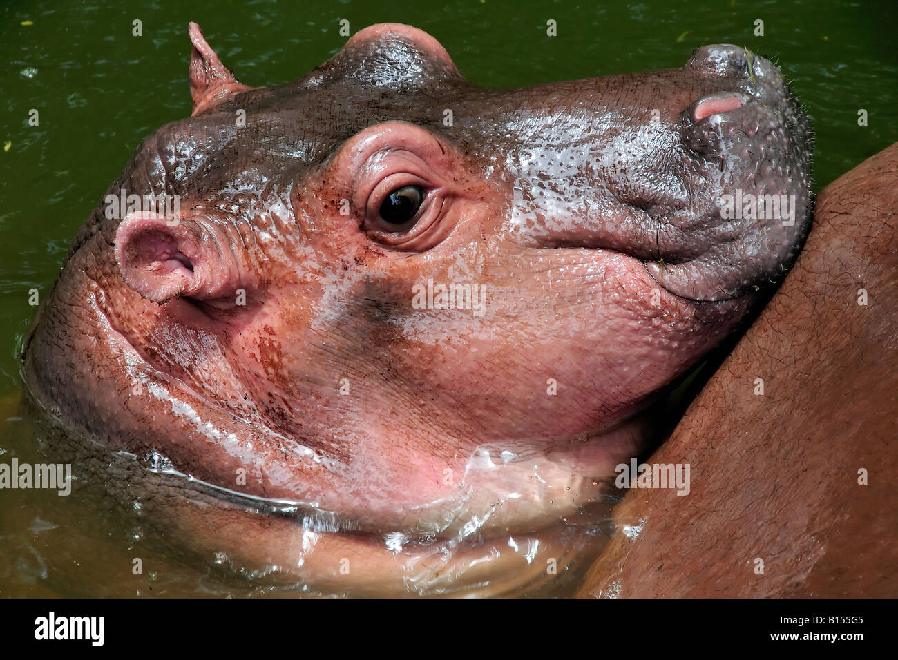 Un Mignon Bebe Hippo Photo Stock Alamy