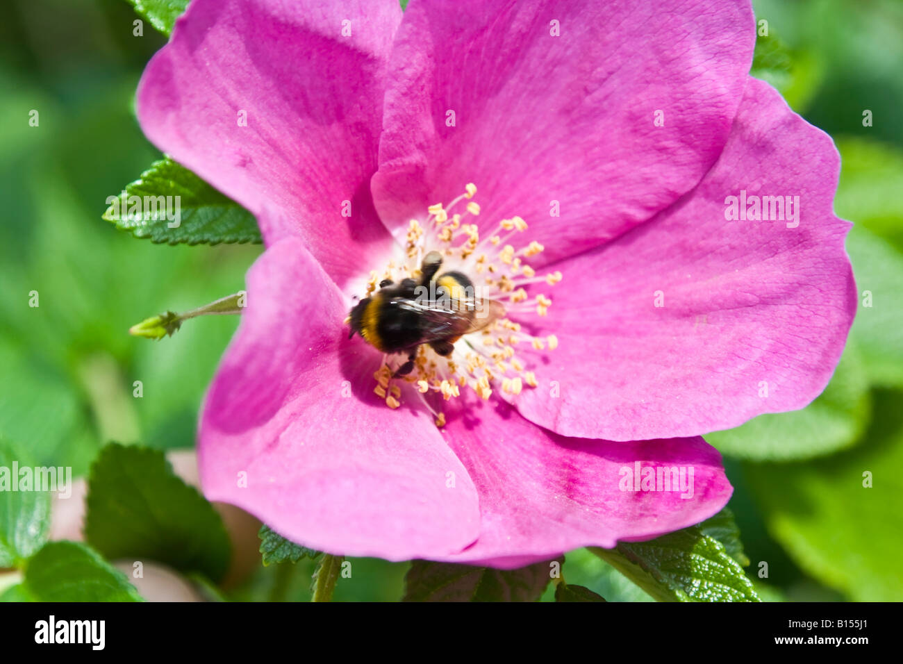 Dogrose blossom rosa canina bourdon Banque D'Images