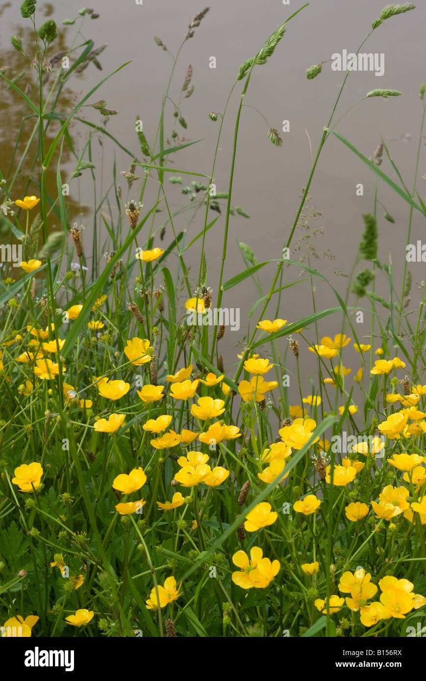 La Renoncule rampante jaune Fleurs sauvages sur le chemin de halage du canal de Trent et Mersey près de Hassall Chshire Angleterre Royaume-Uni Banque D'Images