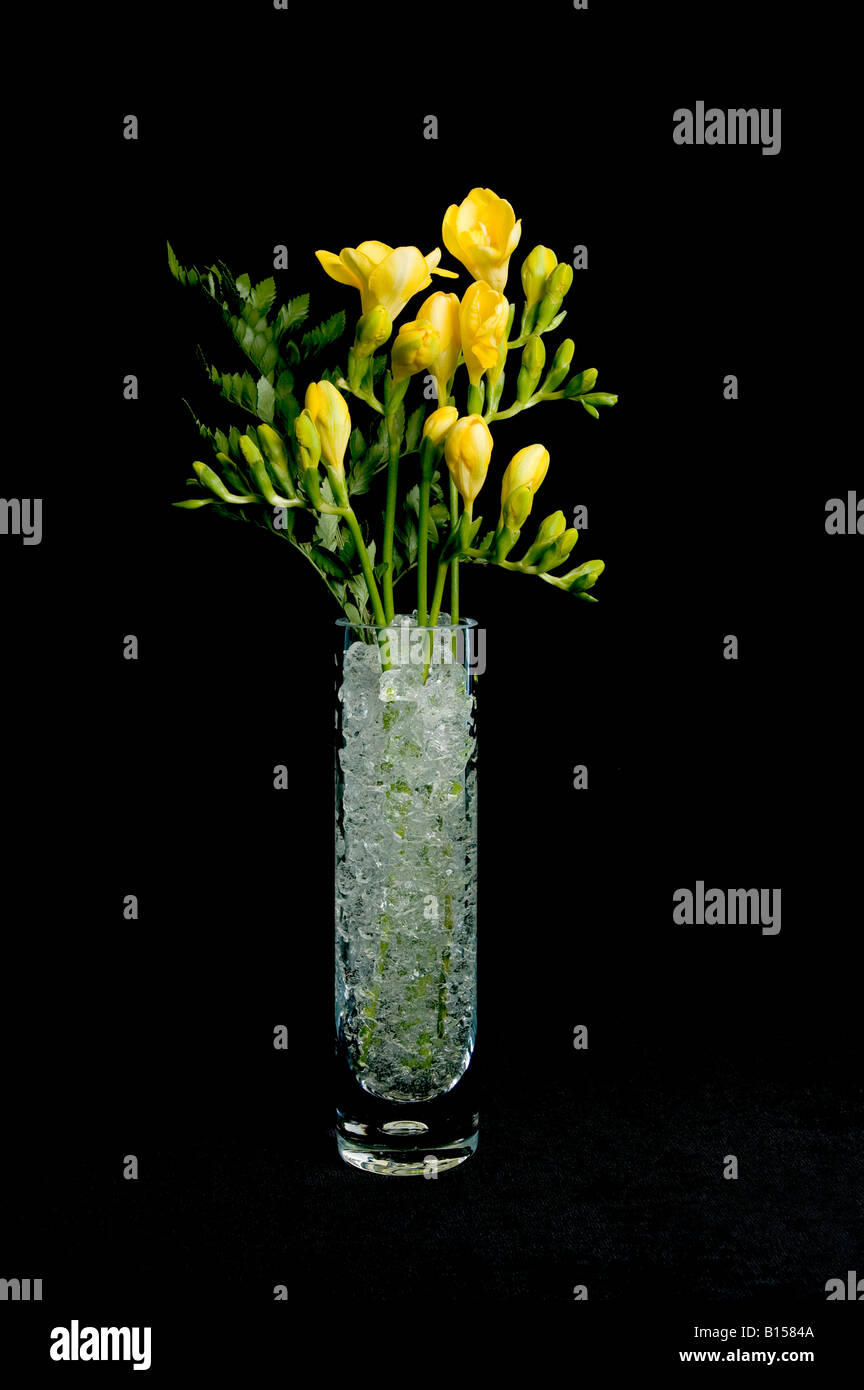 Freesias jaunes affichées en vase en verre de cristaux de gel clair Banque D'Images