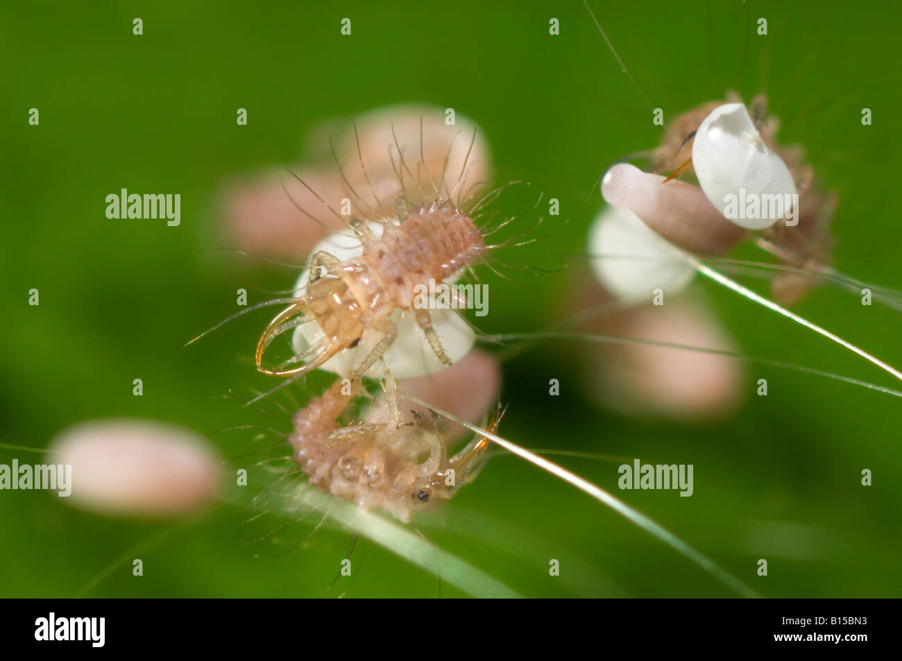 L'éclosion des œufs de larves de chrysopes Banque D'Images