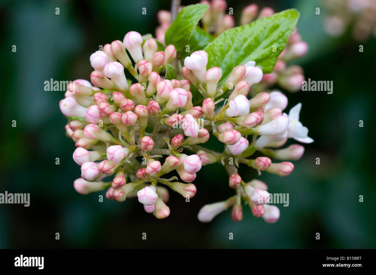 Grappe de bourgeons et de fleurs parfumées du Viburnum carlesii Banque D'Images